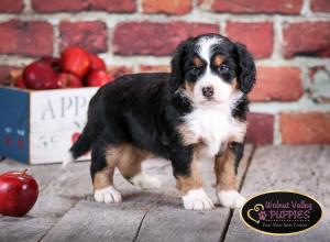 tri-colored mini bernedoodle near Chicago Illinois