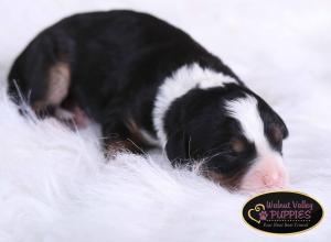 tri-colored mini bernedoodle near Chicago Illinois