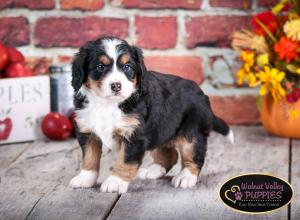 tri-colored mini bernedoodle near Chicago Illinois