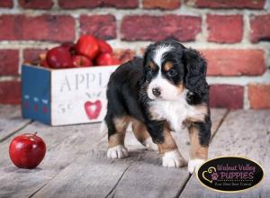 tri-colored mini bernedoodle near Chicago Illinois