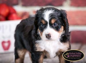 tri-colored mini bernedoodle near Chicago Illinois