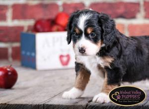 tri-colored mini bernedoodle near Chicago Illinois