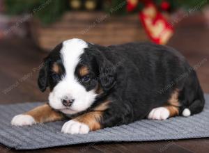 tri-colored male mini bernedoodle near Chicago Illinois