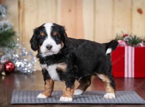 tri-colored male mini bernedoodle near Chicago Illinois