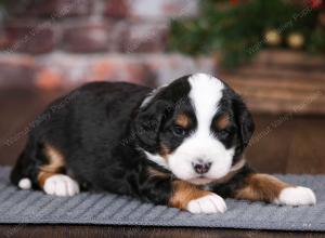 tri-colored male mini bernedoodle near Chicago Illinois