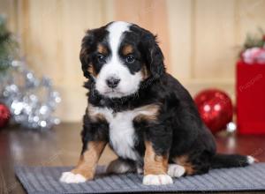 tri-colored male mini bernedoodle near Chicago Illinois