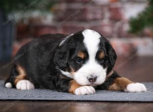 tri-colored male mini bernedoodle near Chicago Illinois