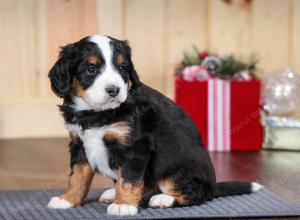 tri-colored male mini bernedoodle near Chicago Illinois