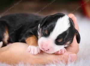 tri-colored male mini bernedoodle near Chicago Illinois