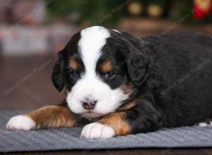 tri-colored male mini bernedoodle near Chicago Illinois