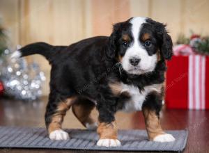 tri-colored male mini bernedoodle near Chicago Illinois