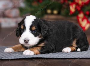 tri-colored male mini bernedoodle near Chicago Illinois