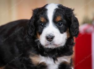 tri-colored male mini bernedoodle near Chicago Illinois