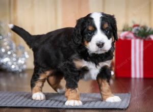 tri-colored male mini bernedoodle near Chicago Illinois