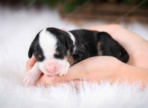 tri-colored female mini bernedoodle near Chicago Illinois