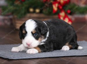 tri-colored female mini bernedoodle near Chicago Illinois