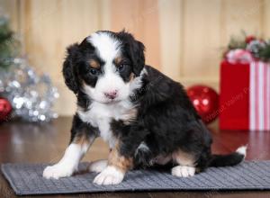 tri-colored female mini bernedoodle near Chicago Illinois