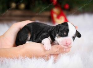 tri-colored female mini bernedoodle near Chicago Illinois