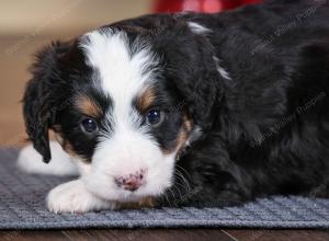 tri-colored female mini bernedoodle near Chicago Illinois