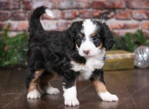 tri-colored female mini bernedoodle near Chicago Illinois