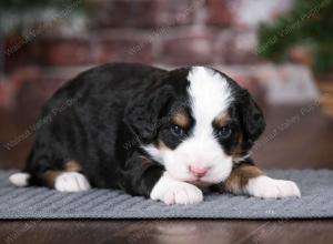 tri-colored female mini bernedoodle near Chicago Illinois