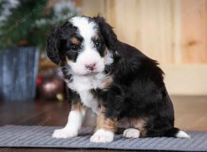 tri-colored female mini bernedoodle near Chicago Illinois