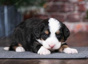 tri-colored female mini bernedoodle near Chicago Illinois