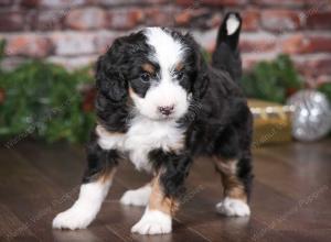 tri-colored female mini bernedoodle near Chicago Illinois