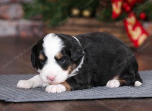 tri-colored female mini bernedoodle near Chicago Illinois