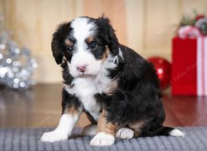 tri-colored female mini bernedoodle near Chicago Illinois