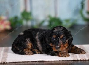 F1B mini bernedoodle near Chicago Illinois