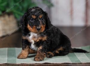 F1B mini bernedoodle near Chicago Illinois