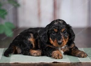 F1B mini bernedoodle near Chicago Illinois