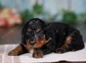 F1B mini bernedoodle near Chicago Illinois