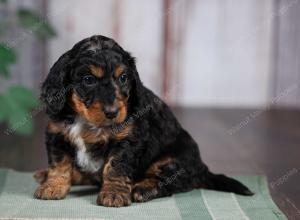 F1B mini bernedoodle near Chicago Illinois