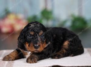 F1B mini bernedoodle near Chicago Illinois