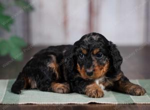 F1B mini bernedoodle near Chicago Illinois