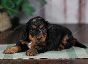 F1B mini bernedoodle near Chicago Illinois