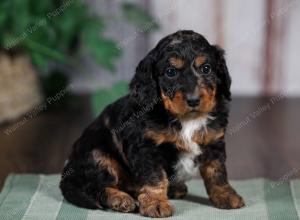 F1B mini bernedoodle near Chicago Illinois