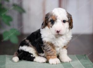 F1B mini bernedoodle near Chicago Illinois