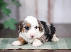 F1B mini bernedoodle near Chicago Illinois