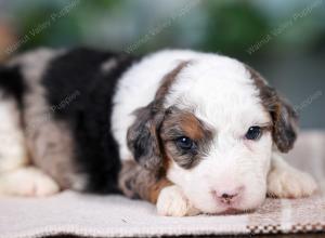 F1B mini bernedoodle near Chicago Illinois