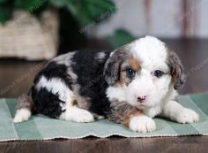 F1B mini bernedoodle near Chicago Illinois