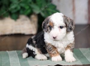 F1B mini bernedoodle near Chicago Illinois