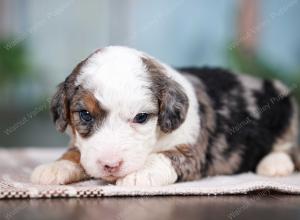 F1B mini bernedoodle near Chicago Illinois