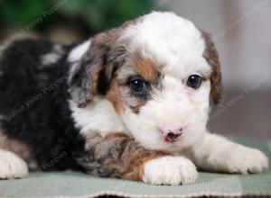 F1B mini bernedoodle near Chicago Illinois