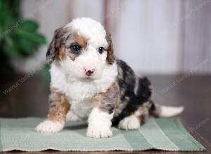 F1B mini bernedoodle near Chicago Illinois