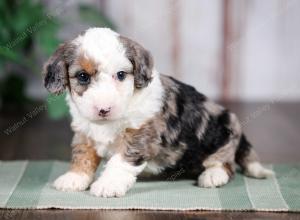 F1B mini bernedoodle near Chicago Illinois