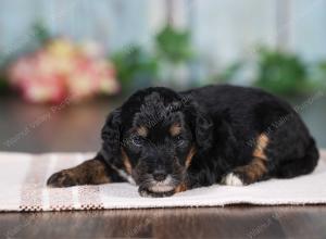 F1B mini bernedoodle near Chicago Illinois