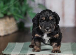 F1B mini bernedoodle near Chicago Illinois